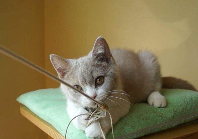 不能陪猫咪玩耍？挑选跳跃类玩具，让猫咪自娱自乐也不孤单